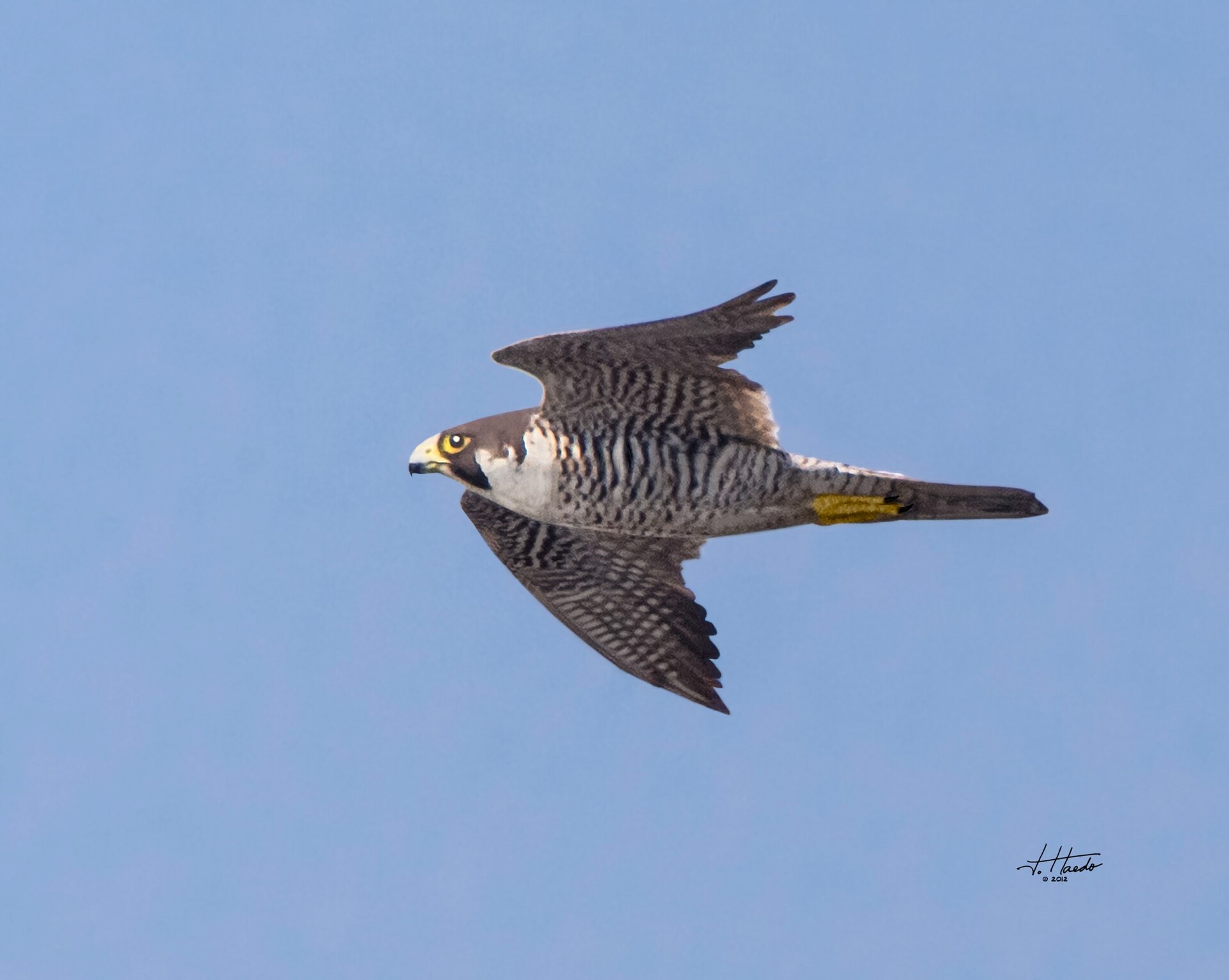 A peregrine falcon banking hard in mid-flight