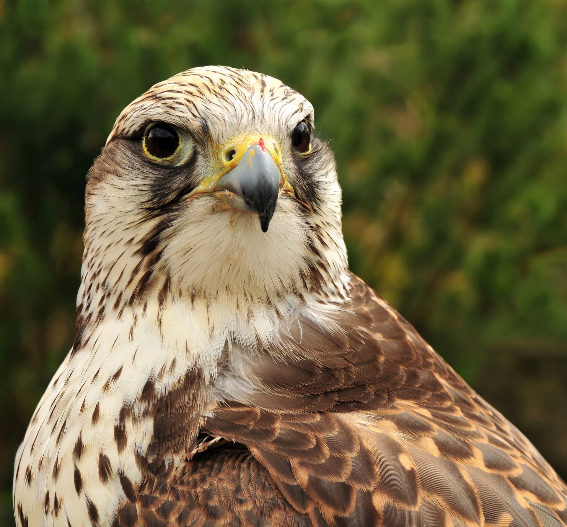 Close portrait of a saker falcon looking directly at the viewer